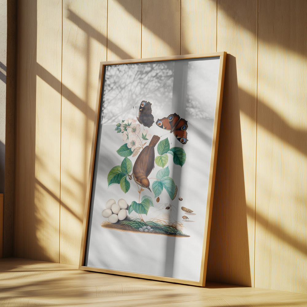 House Wren | Poster