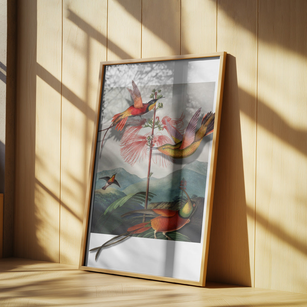 Mimosa Grandiflora | Poster