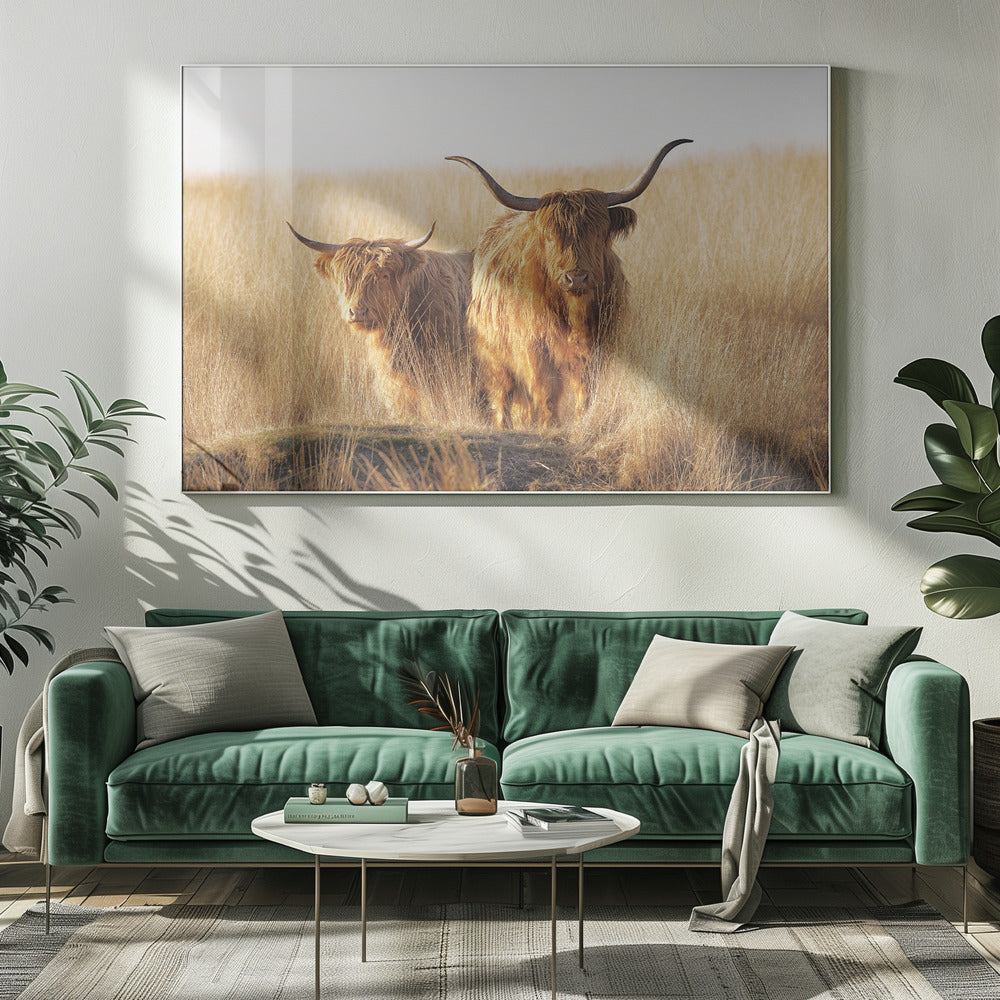 Ung och gammal högländare | Canvas