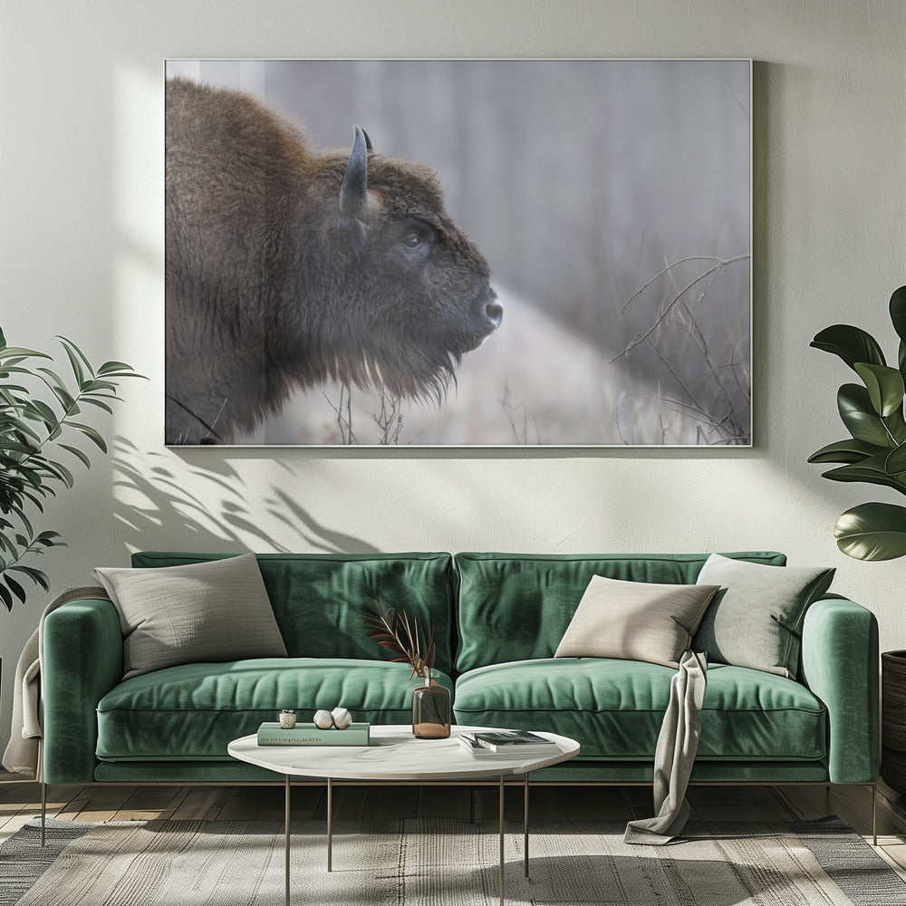 Bisons profil | Lærredsbilleder