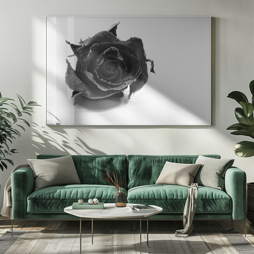 Rosa nera | Stampe su Tela