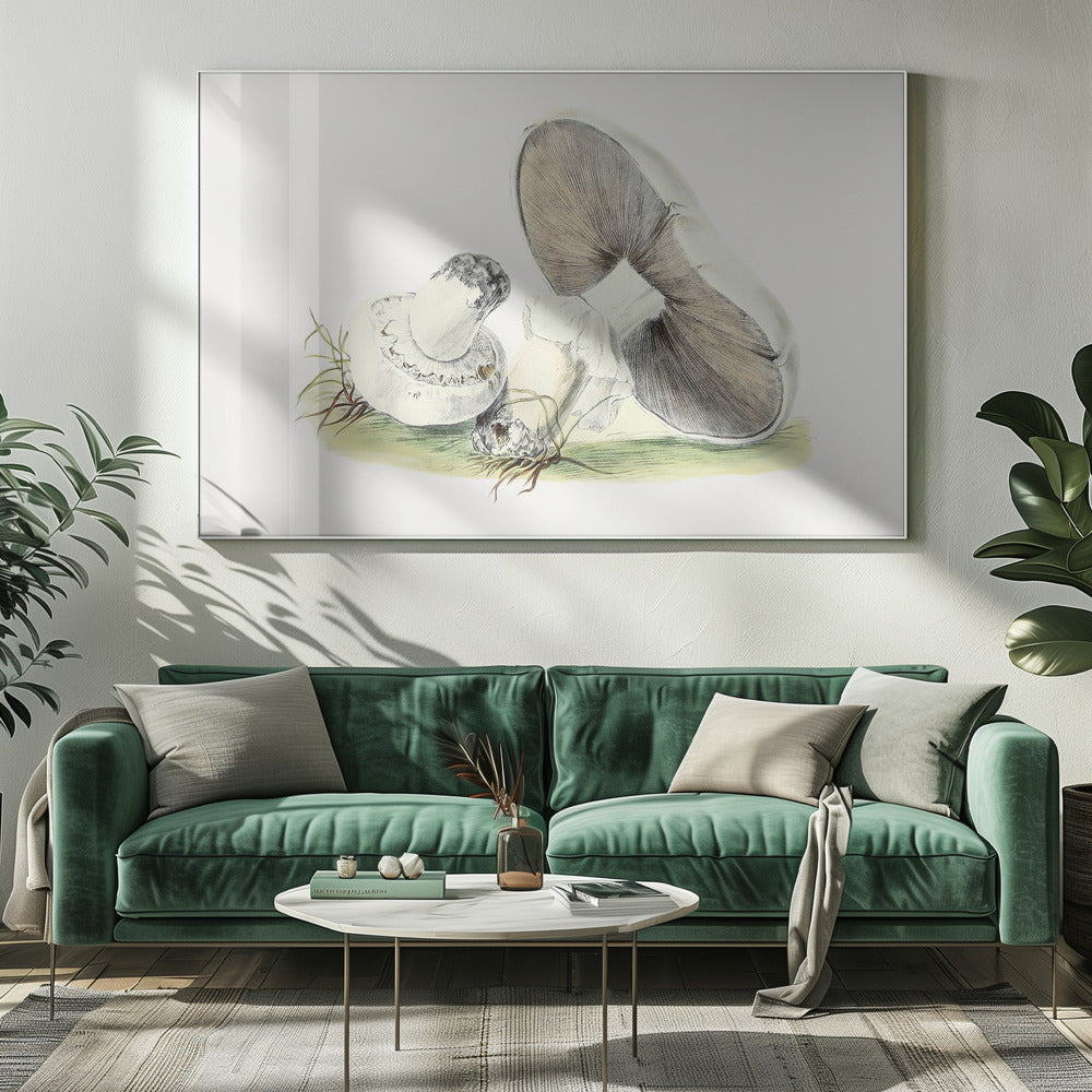 Cheval champignon dessiné à la main | Toile