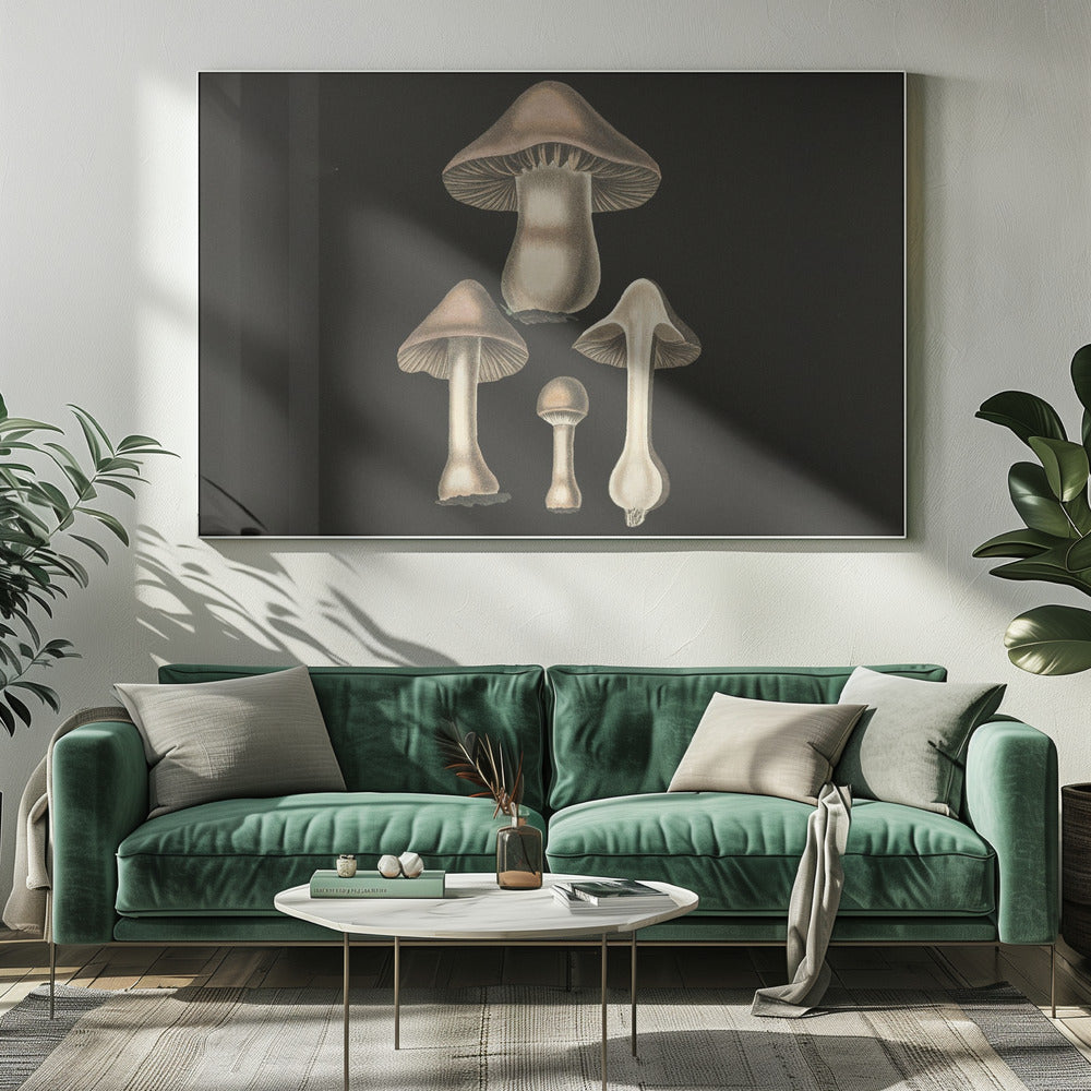 Agaricus Bulbosus Fond sombre | Toile