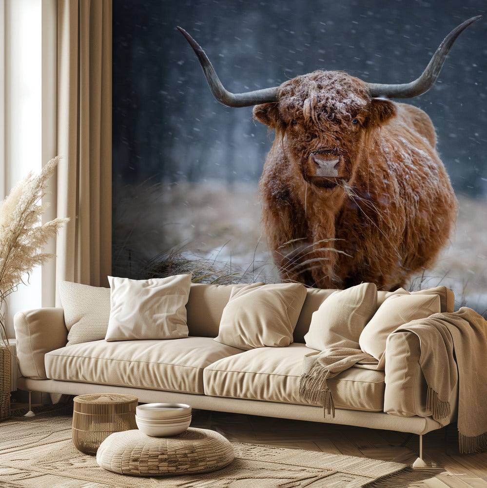 Vaca nevada de las Tierras Altas | Papel Pintado Fotográfico