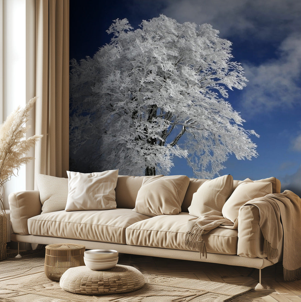 White Windbuche in Black Forest | Wallpaper