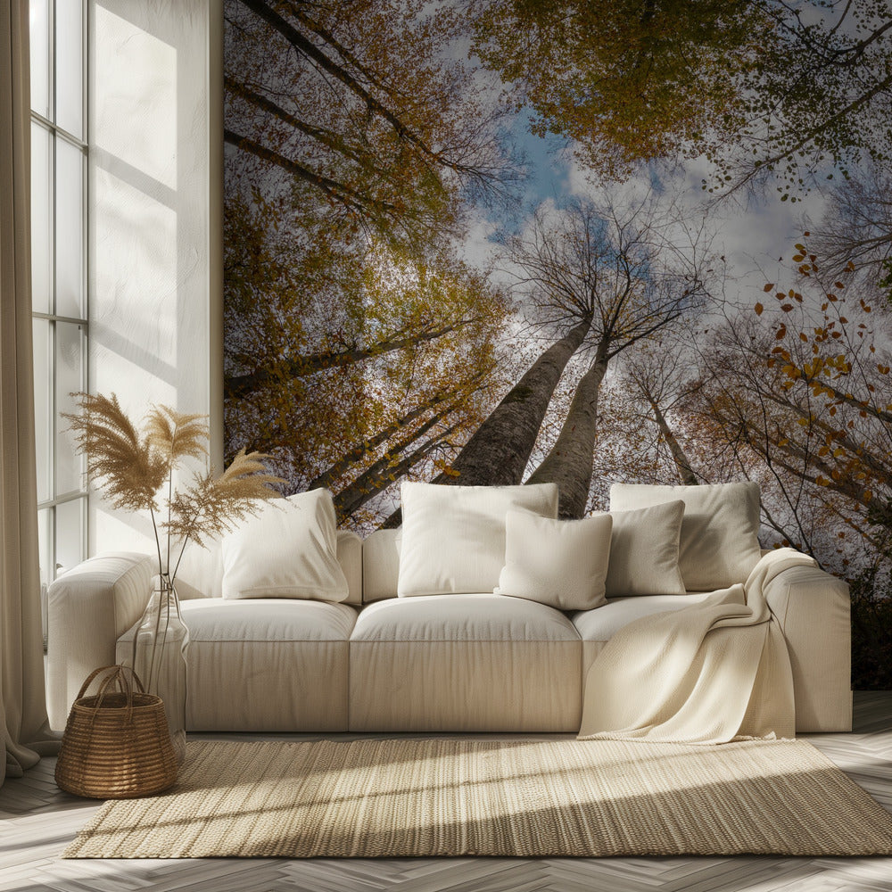 Bosque | Papel Pintado Fotográfico