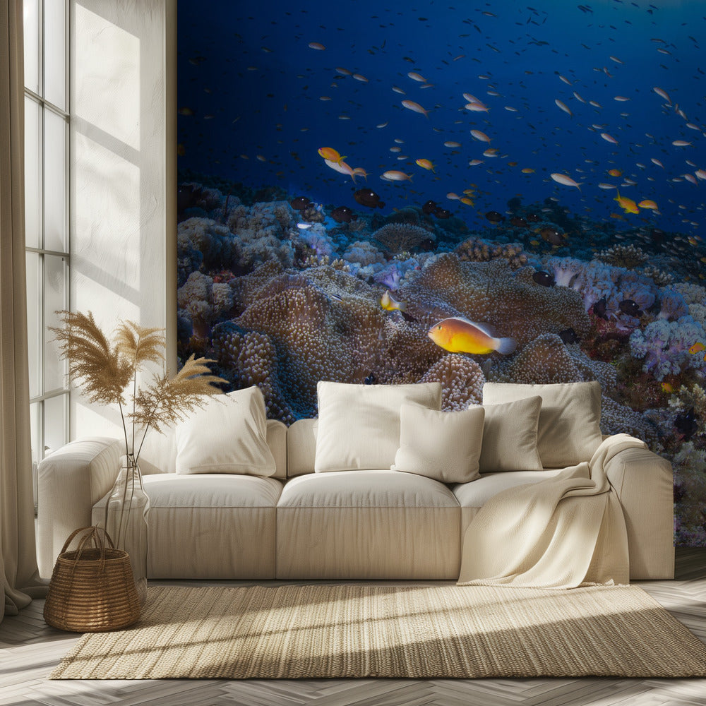 Anemonen und Fahnenbarsche | Fototapeten