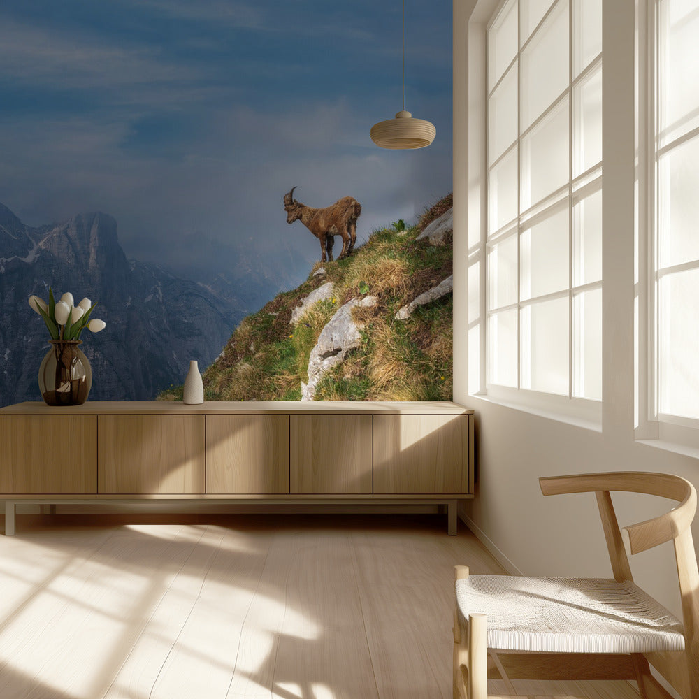 Bouquetin des Alpes en montagne | Papier Peint Photo