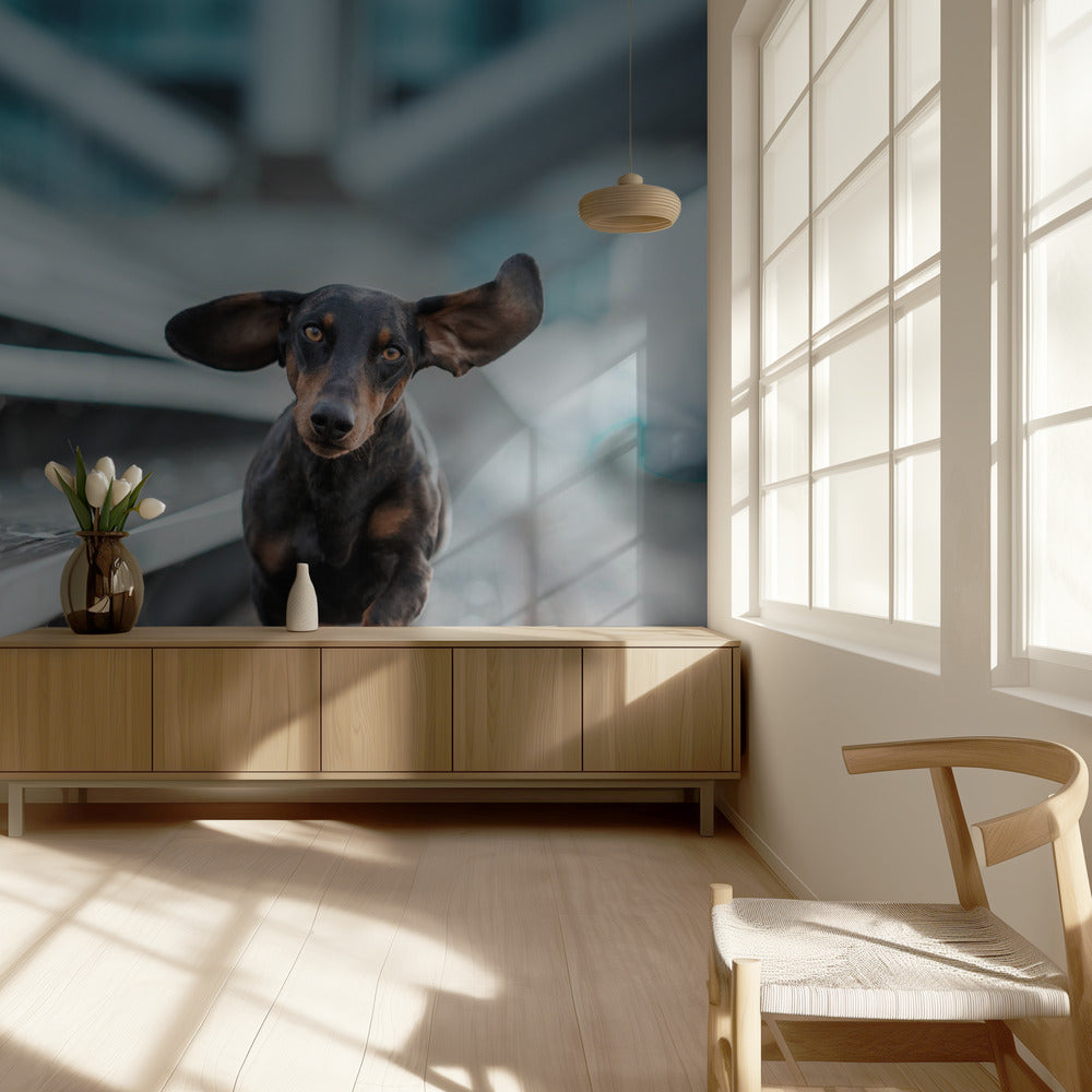 Un perrito corre por el mundo.... | Papel Pintado Fotográfico
