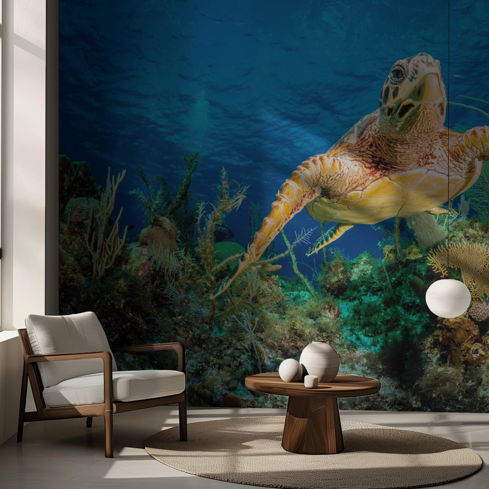 Tortue imbriquée nageant dans un récif des Caraïbes | Fonds d'écran