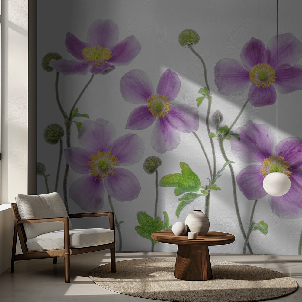 Anémone du Japon | Fond d'écran