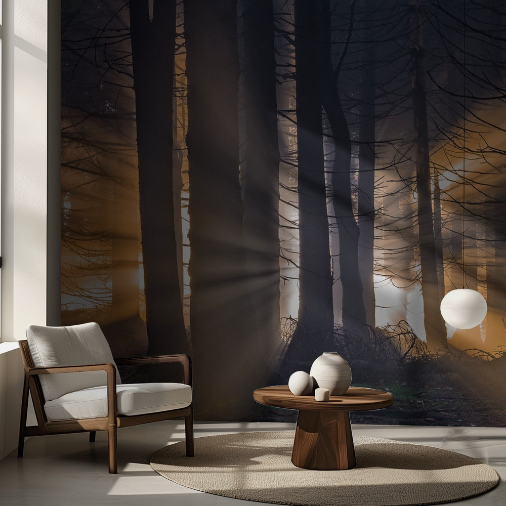 Forêt | Fond d'écran