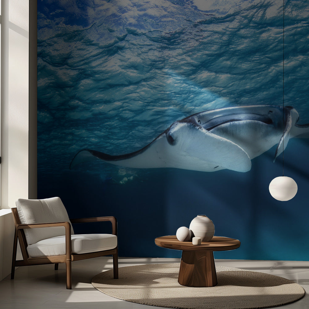 Raie manta | Fond d'écran