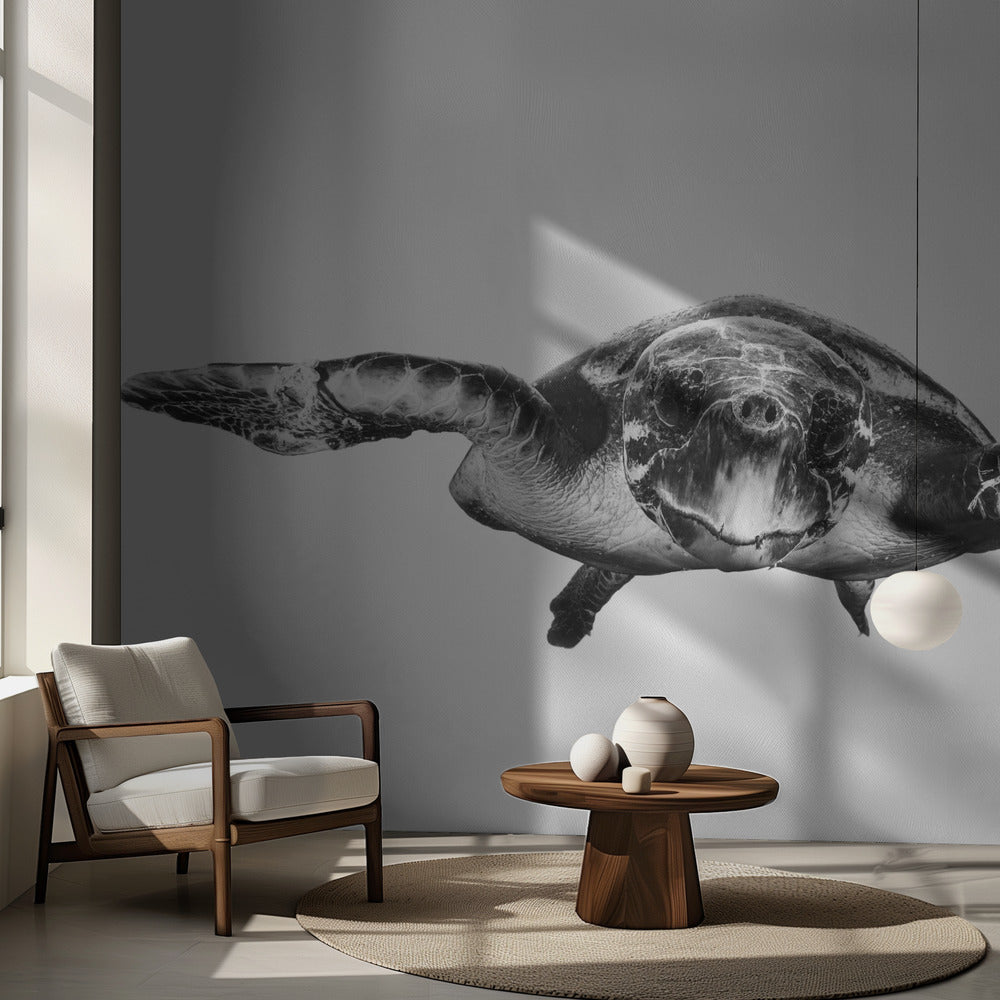 Blanc et tortue | Fond d'écran