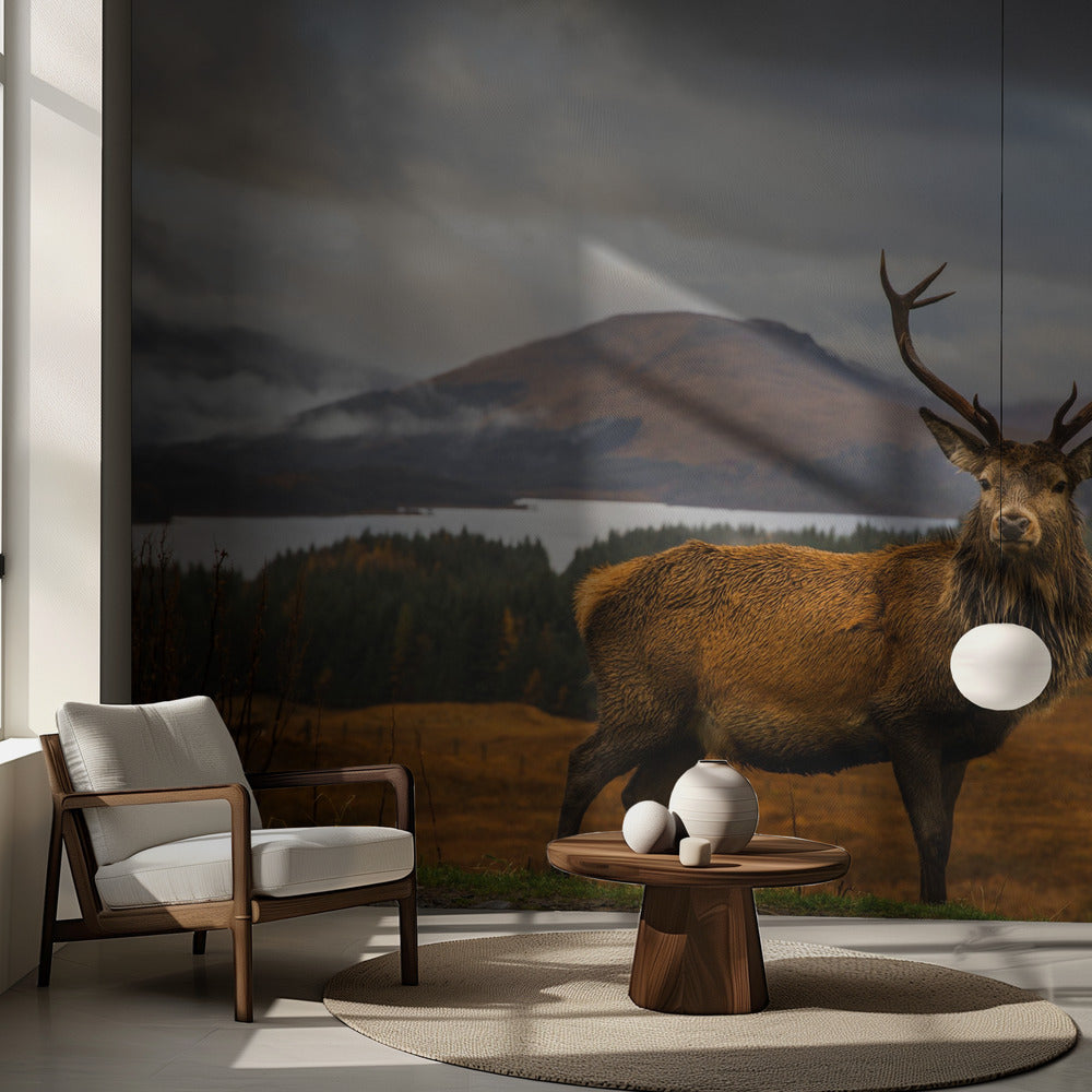 Cerf écossais | Fond d'écran