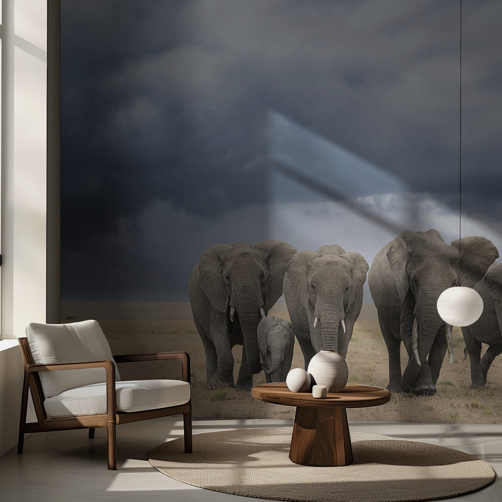 Promenade d'éléphant | Fond d'écran