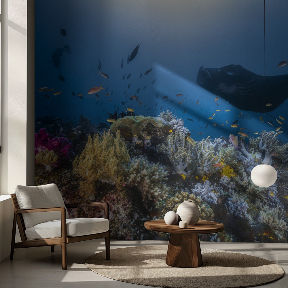 Récif Manta sur le récif | Fonds d'écran