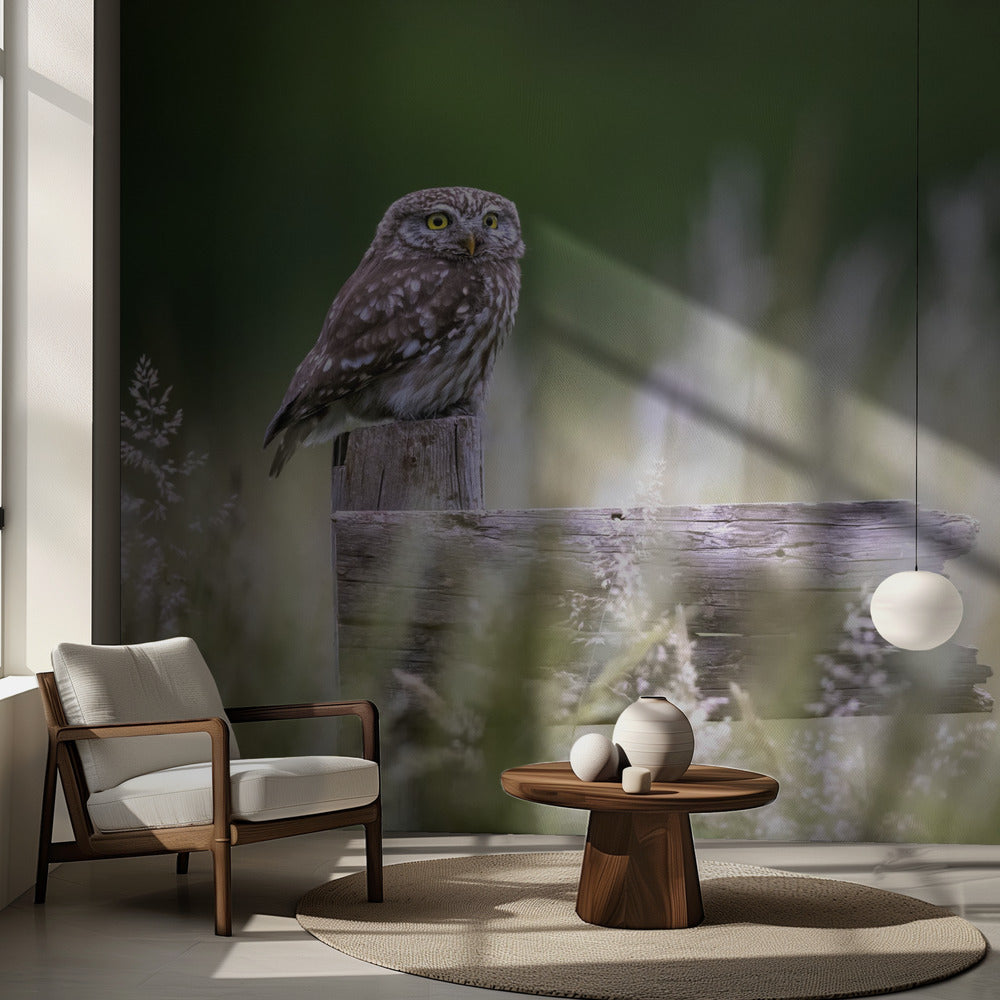 Petit hibou | Fond d'écran