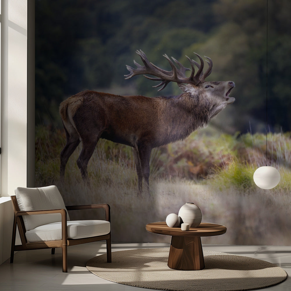 Le cri du cerf | Fonds d'écran