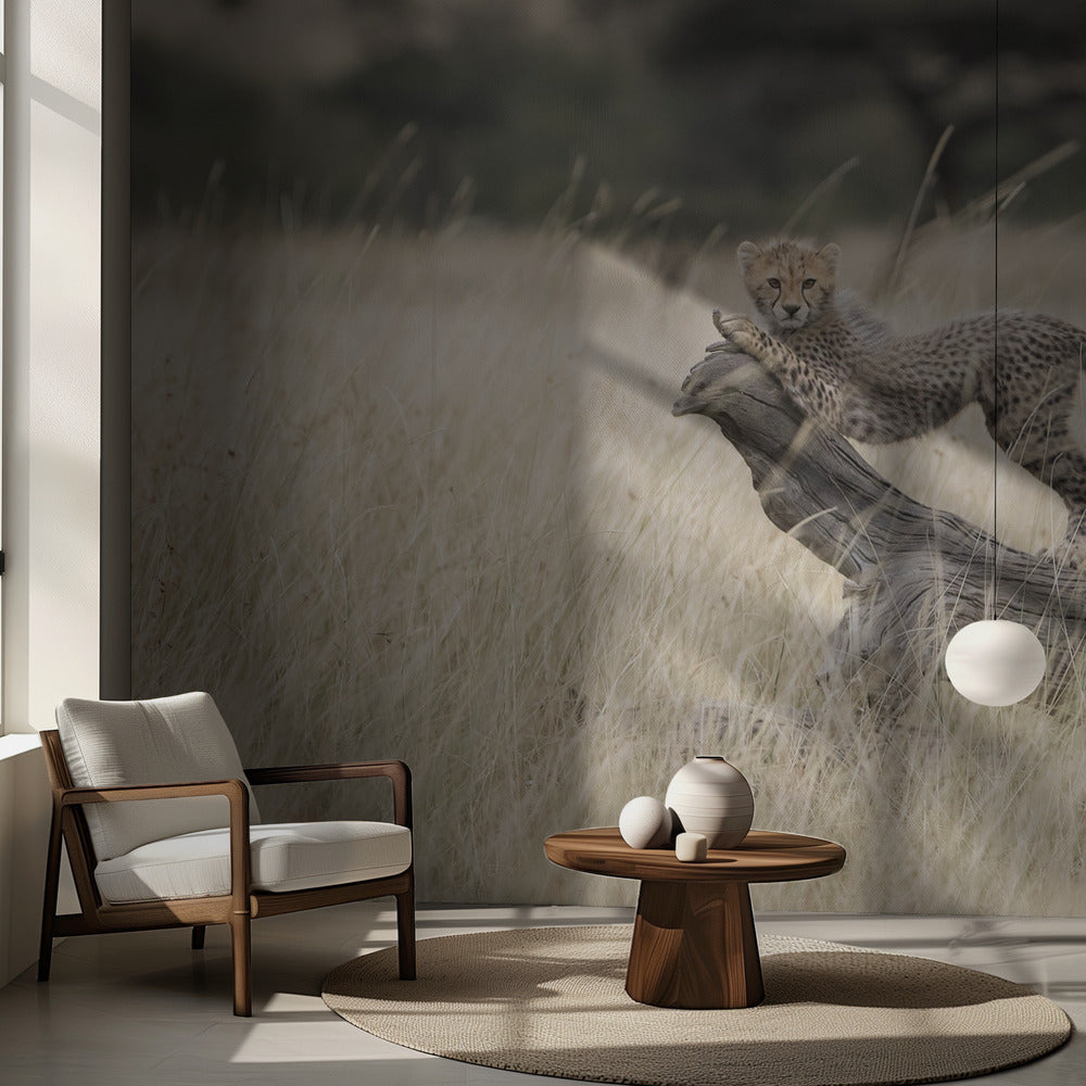 Chatons curieux | Fond d'écran