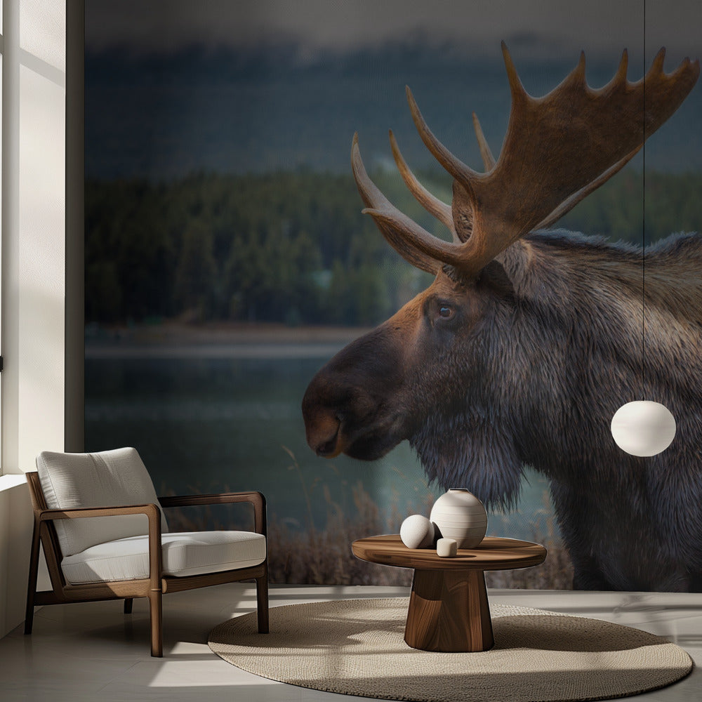 Élan | Fond d'écran