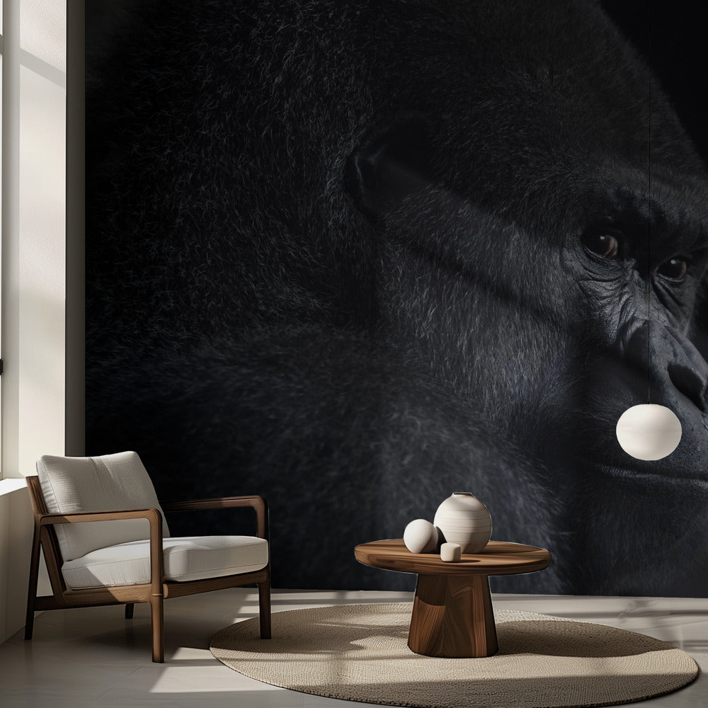 Regard de gorille | Fond d'écran