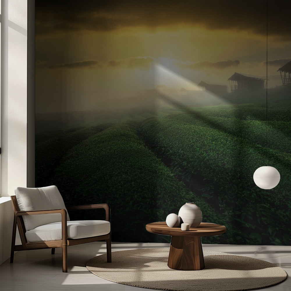 Lever de soleil brumeux dans une plantation de thé | Fonds d'écran