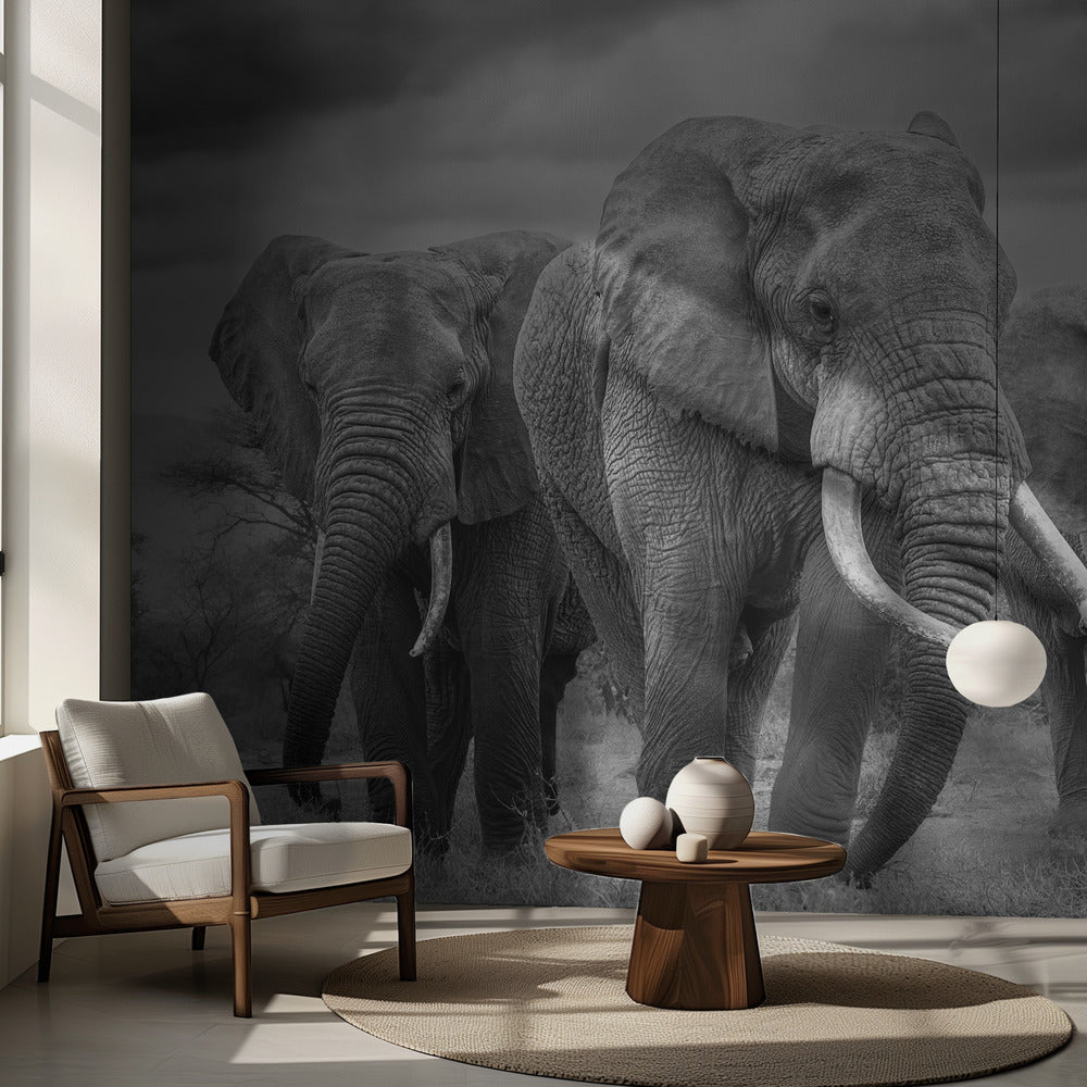 Le trio de taureaux ! | Fond d'écran