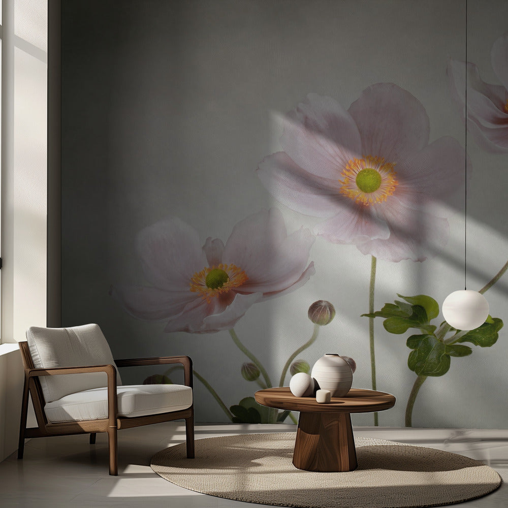 Anémones | Fond d'écran