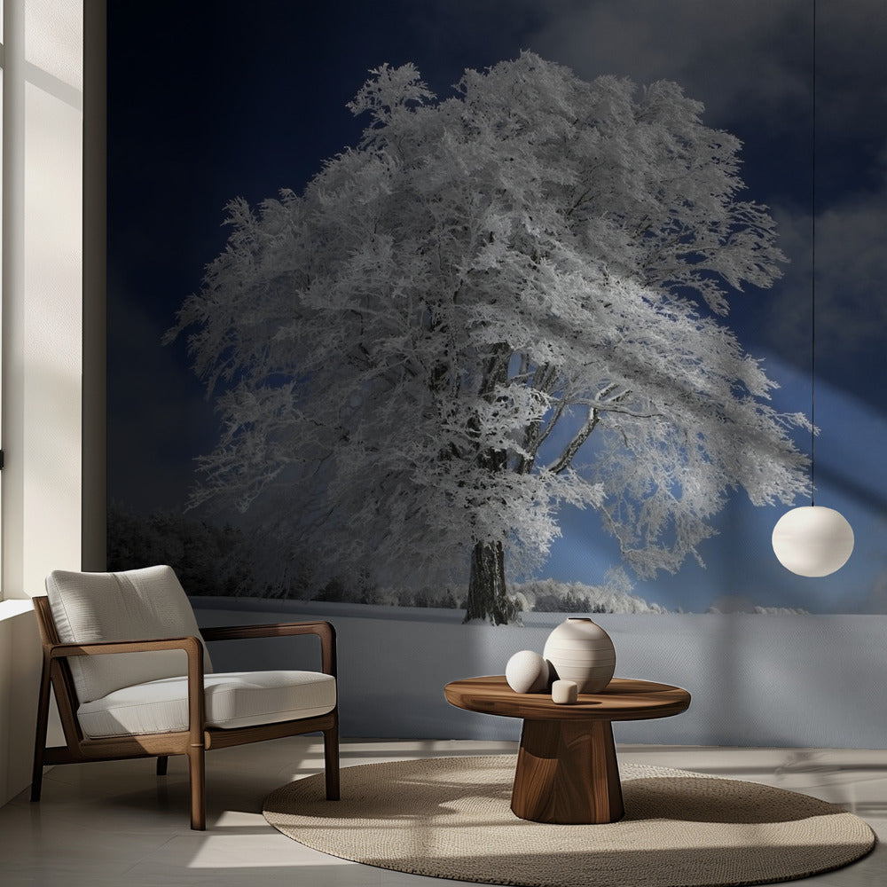 White Windbuche in Black Forest | Wallpaper