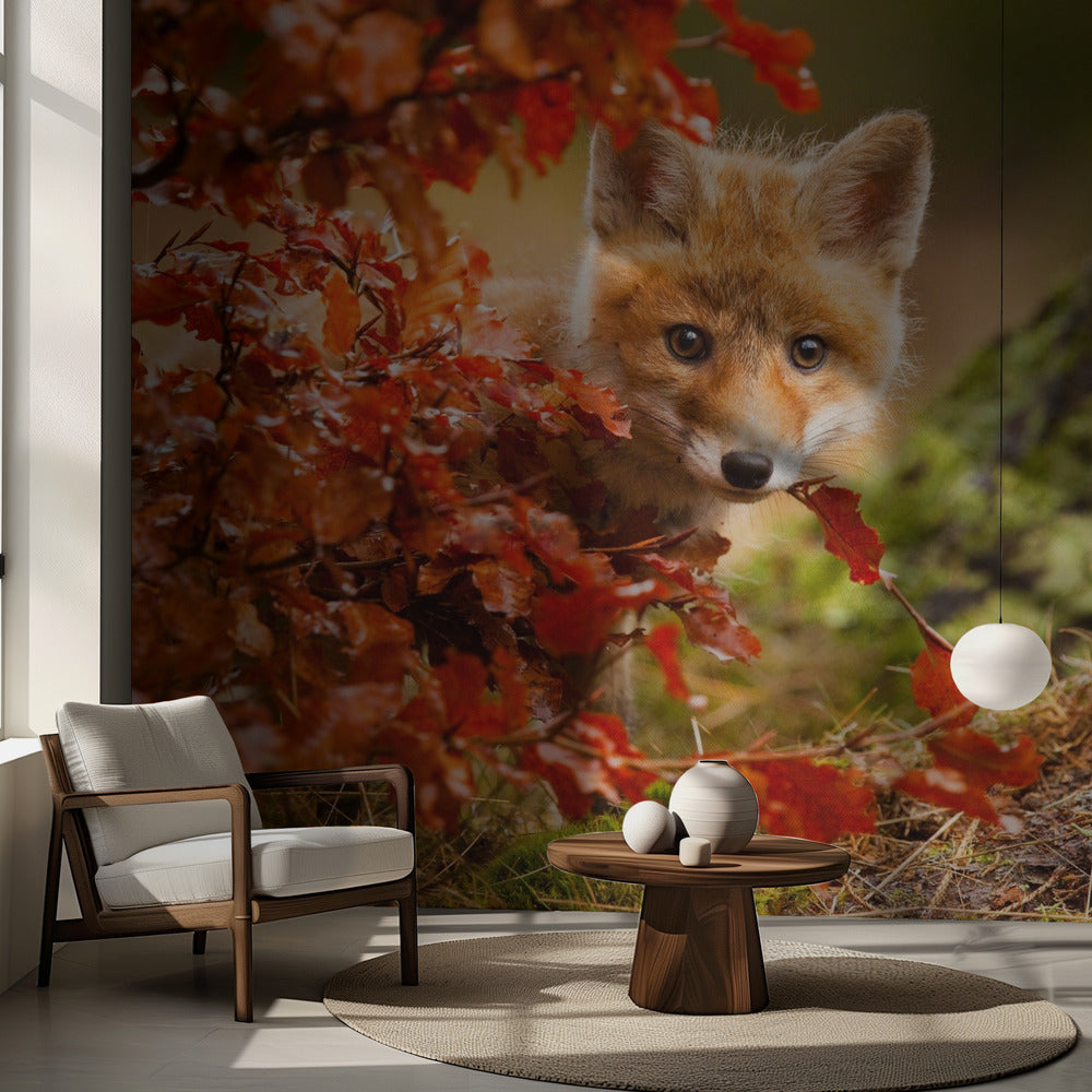 Zorro | Papel Pintado Fotográfico