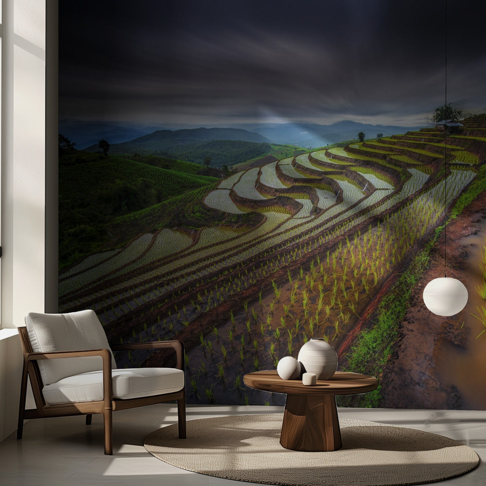 Rizière invisible | Fond d'écran