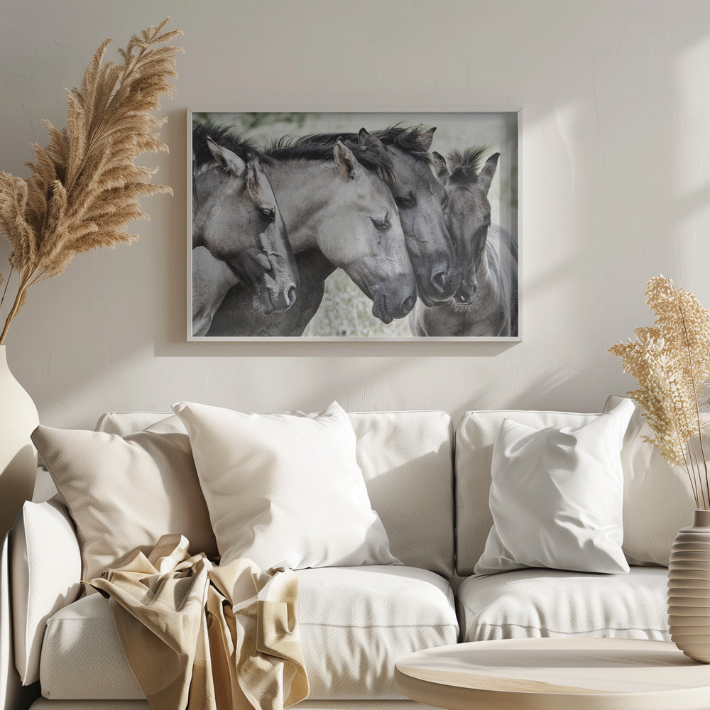 Quattro cavalli Konik | Poster - Stampe d’Arte
