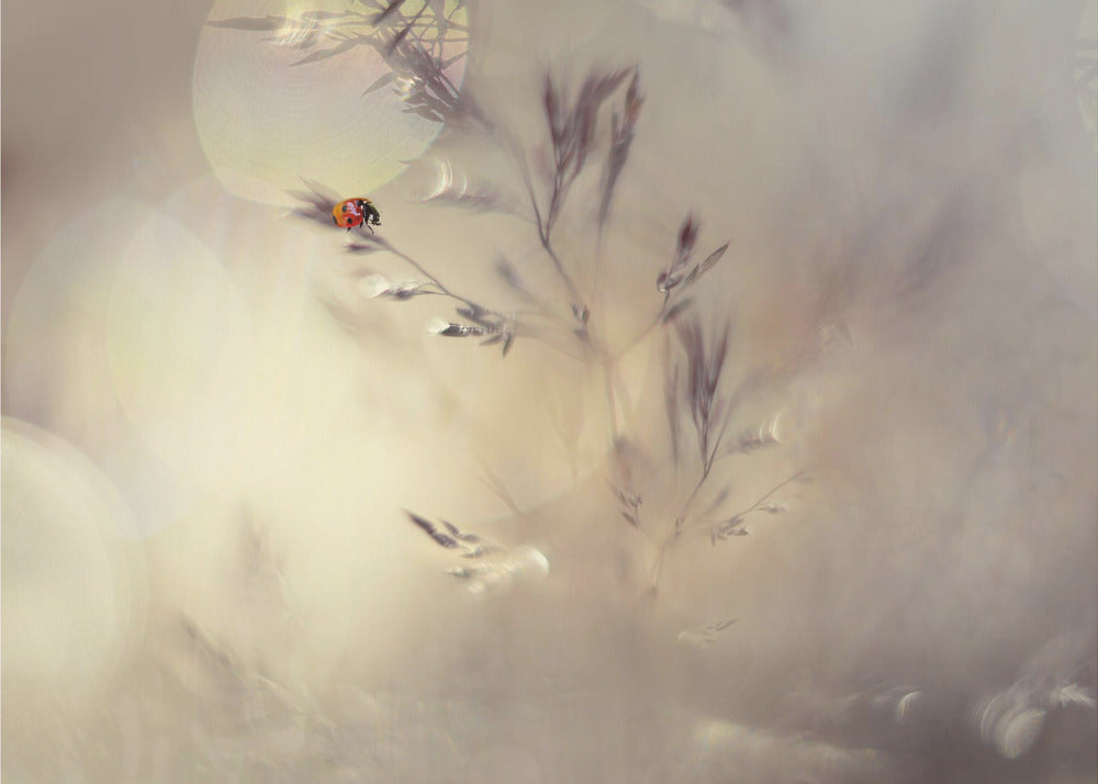 Kleine Dame | Fototapeten