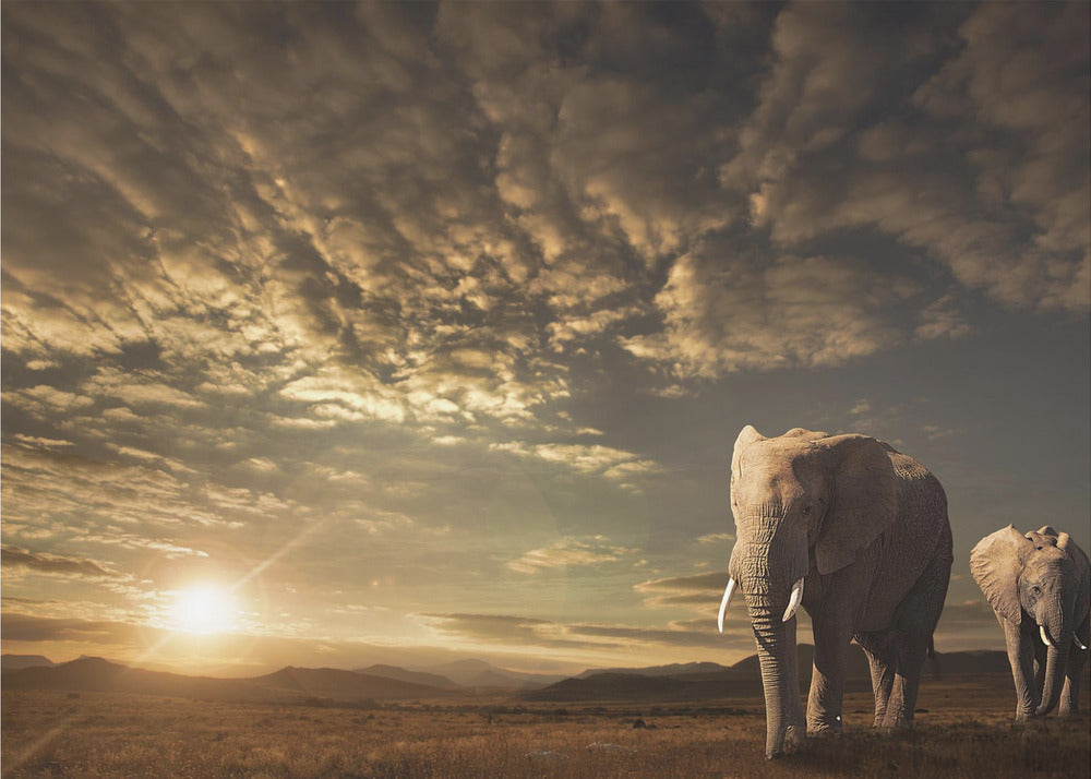 Vandring i Savannah | Fototapeter