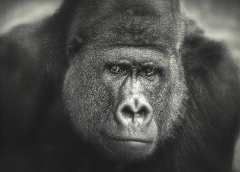 PETIT SOURIRE. . . . | Papier Peint Photo