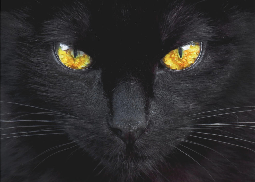 L'ipnotizzatore della notte | Poster - Stampe d’Arte