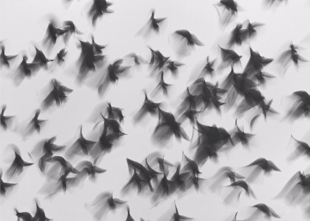 Birds | Canvas