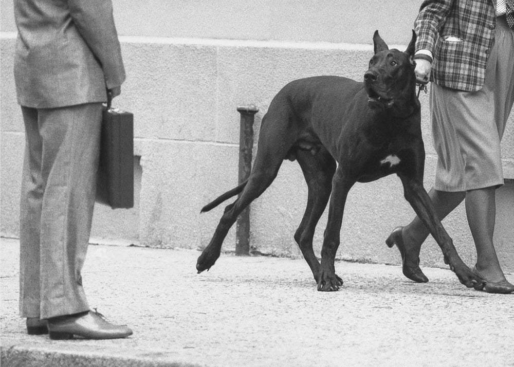 Guardaespaldas de gran danés (de la serie "Chico conoce a chica") | Impresiones en Lienzo