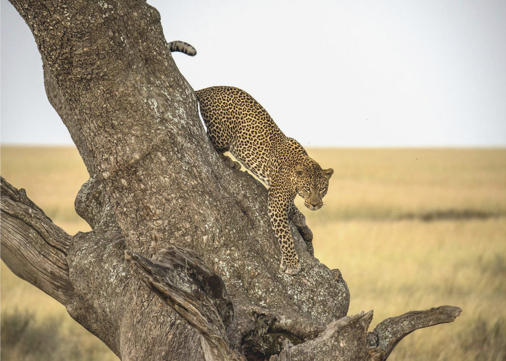 Leopardo - Serengheti, Tanzania | Carta da Parati Fotografica