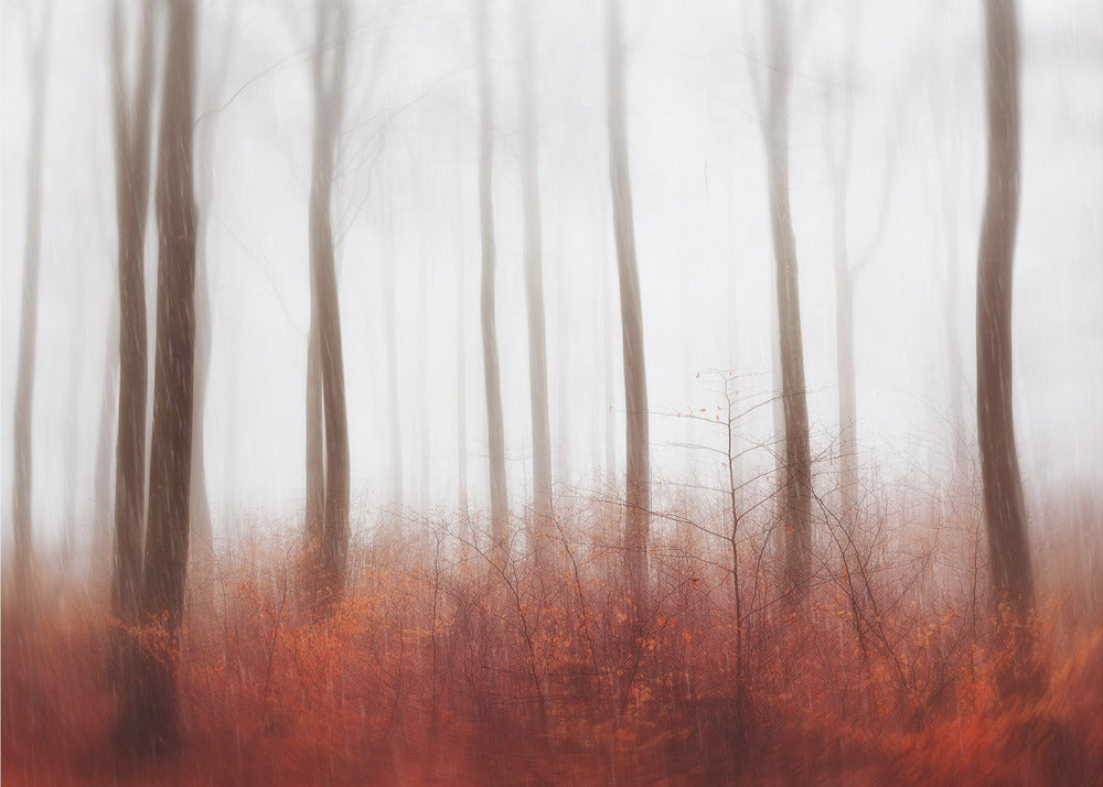 Endeløse Skove | Fototapeter
