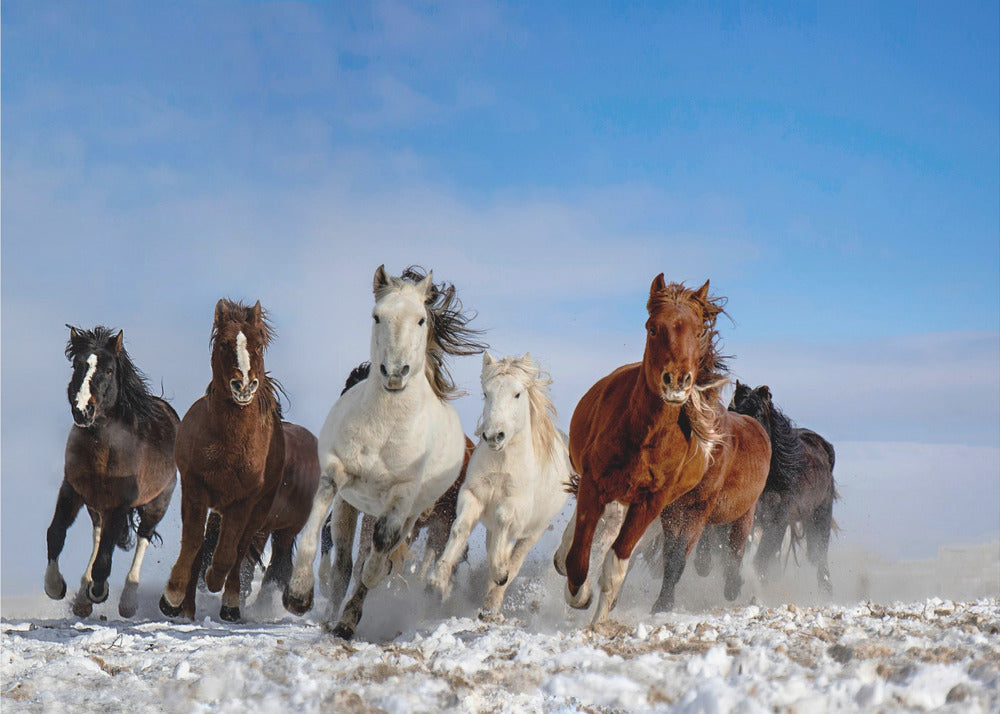 Mongolske heste | Fototapeter