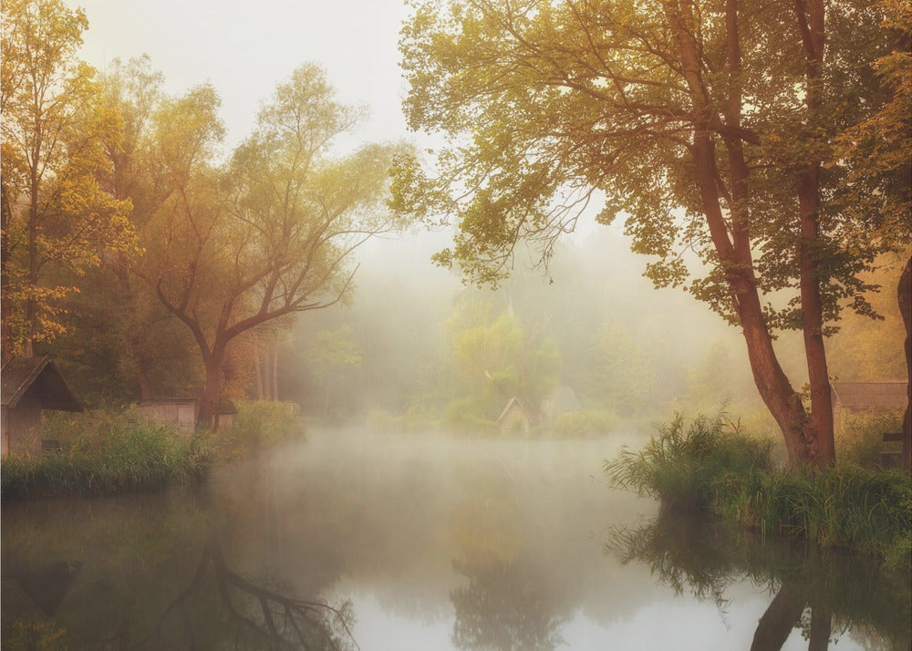 Autunno nebbioso | Carta da Parati Fotografica