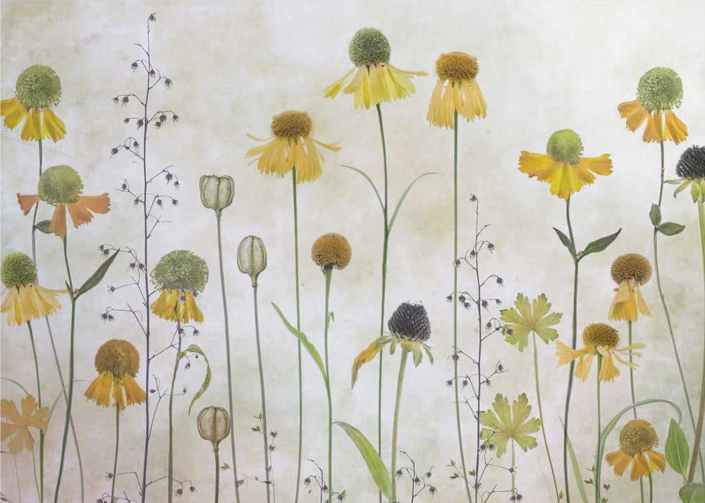 Helenium | Valokuvatapetit