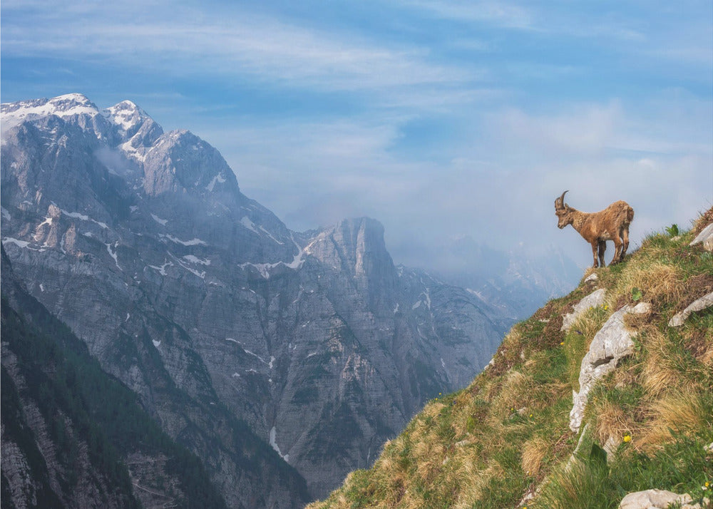 Bouquetin des Alpes en montagne | Papier Peint Photo