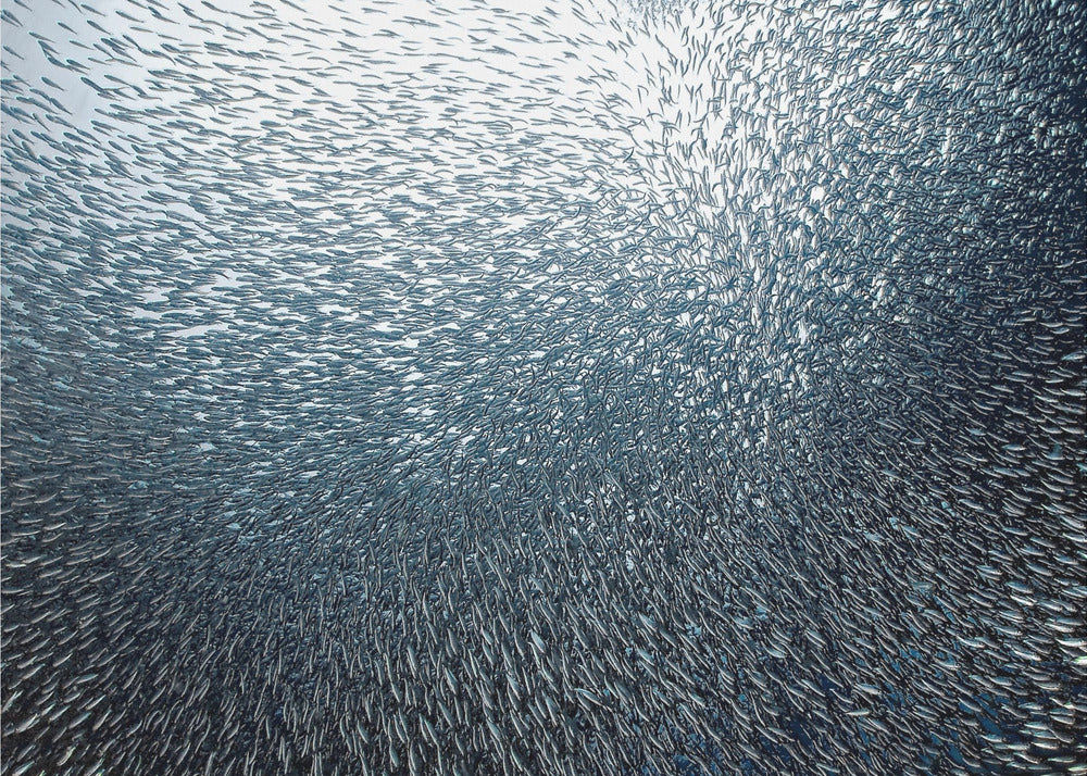 Fuochi d'artificio di sardine | Poster - Stampe d’Arte
