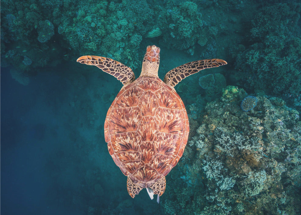 Volando sopra la barriera corallina | Carta da Parati Fotografica