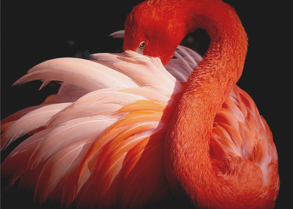 flamant rose | Papier Peint Photo