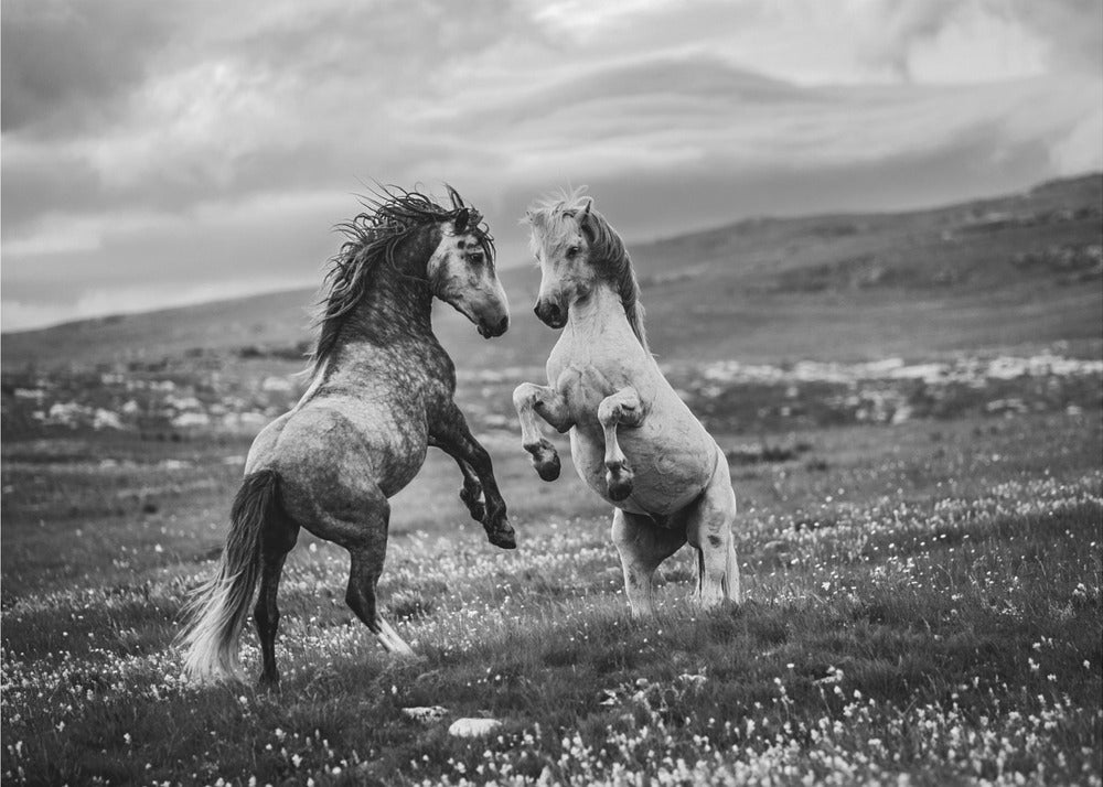 Wild and free | Canvas
