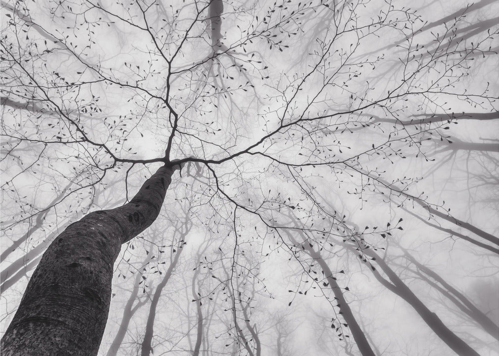 Una vista della chioma dell'albero | Carta da Parati Fotografica
